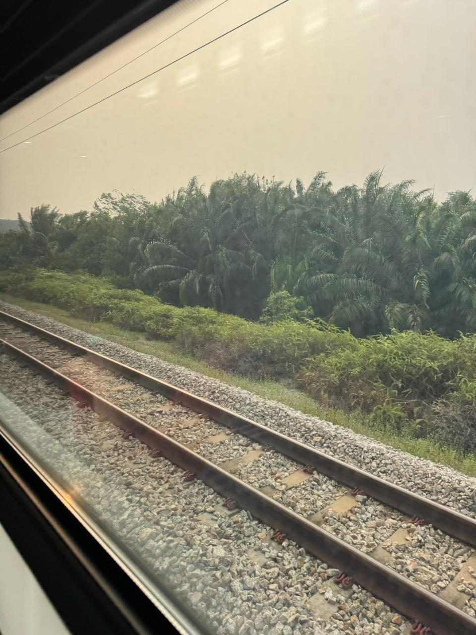Oil palms out the window on the JB to KL train.