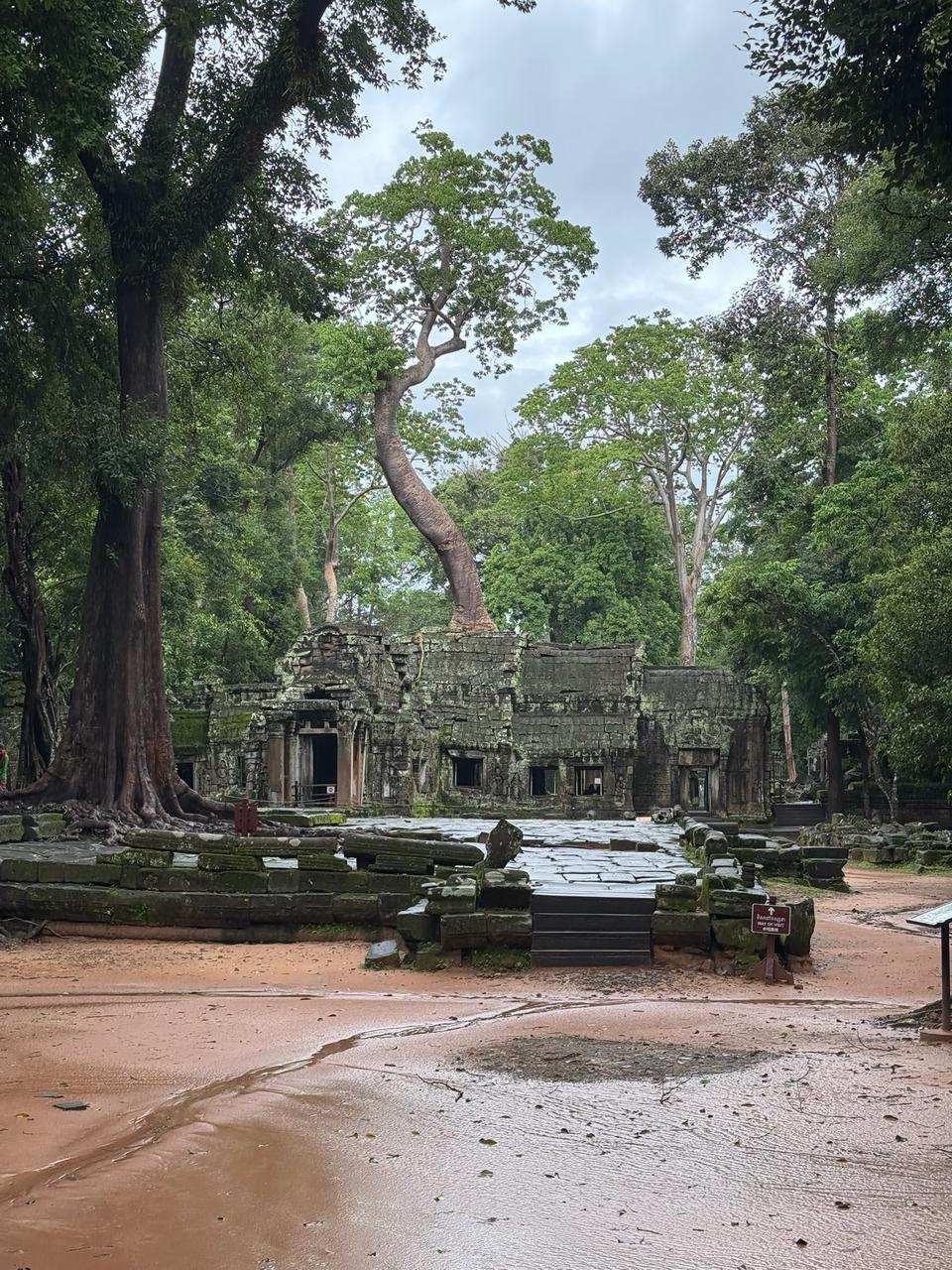 Ta Prohm from the approach, tree over the entrance.