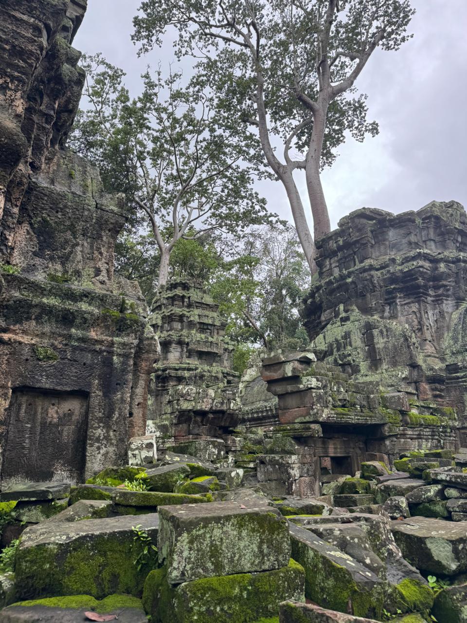 Trees through the stone, Ta Prohm.