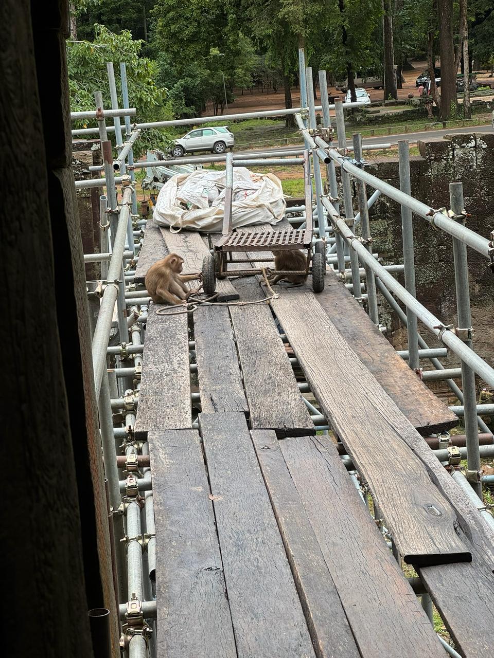 Monkeys on the scaffold, Bayon.